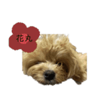 犬のロキくん#3（個別スタンプ：13）