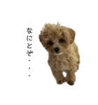 犬のロキくん#3（個別スタンプ：16）