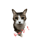 第三弾は、表情豊かな愛猫たちをお届け〜♫（個別スタンプ：1）
