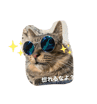 第三弾は、表情豊かな愛猫たちをお届け〜♫（個別スタンプ：3）