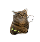 第三弾は、表情豊かな愛猫たちをお届け〜♫（個別スタンプ：4）