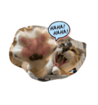 第三弾は、表情豊かな愛猫たちをお届け〜♫（個別スタンプ：5）