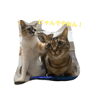 第三弾は、表情豊かな愛猫たちをお届け〜♫（個別スタンプ：6）