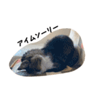 第三弾は、表情豊かな愛猫たちをお届け〜♫（個別スタンプ：7）