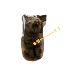 第三弾は、表情豊かな愛猫たちをお届け〜♫（個別スタンプ：10）