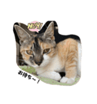 第三弾は、表情豊かな愛猫たちをお届け〜♫（個別スタンプ：14）