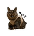 第三弾は、表情豊かな愛猫たちをお届け〜♫（個別スタンプ：15）