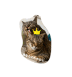 第三弾は、表情豊かな愛猫たちをお届け〜♫（個別スタンプ：21）