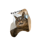 第三弾は、表情豊かな愛猫たちをお届け〜♫（個別スタンプ：22）