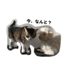 第三弾は、表情豊かな愛猫たちをお届け〜♫（個別スタンプ：23）
