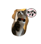 第三弾は、表情豊かな愛猫たちをお届け〜♫（個別スタンプ：24）