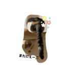 第三弾は、表情豊かな愛猫たちをお届け〜♫（個別スタンプ：26）