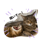 第三弾は、表情豊かな愛猫たちをお届け〜♫（個別スタンプ：27）
