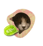 第三弾は、表情豊かな愛猫たちをお届け〜♫（個別スタンプ：30）