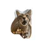 第三弾は、表情豊かな愛猫たちをお届け〜♫（個別スタンプ：33）