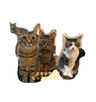 第三弾は、表情豊かな愛猫たちをお届け〜♫（個別スタンプ：36）