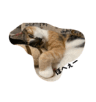 第三弾は、表情豊かな愛猫たちをお届け〜♫（個別スタンプ：39）