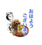 DIO 可愛いプードル（個別スタンプ：2）