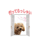 DIO 可愛いプードル（個別スタンプ：4）