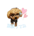 DIO 可愛いプードル（個別スタンプ：8）