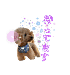 DIO 可愛いプードル（個別スタンプ：9）