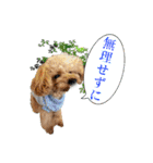 DIO 可愛いプードル（個別スタンプ：10）