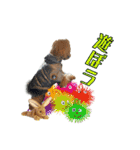 DIO 可愛いプードル（個別スタンプ：13）