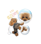 DIO 可愛いプードル（個別スタンプ：14）