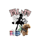 DIO 可愛いプードル（個別スタンプ：16）