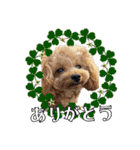 DIO 可愛いプードル（個別スタンプ：17）