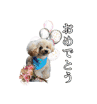 DIO 可愛いプードル（個別スタンプ：24）