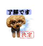 DIO 可愛いプードル（個別スタンプ：36）
