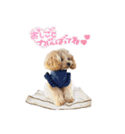 DIO 可愛いプードル（個別スタンプ：37）