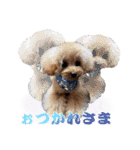 DIO 可愛いプードル（個別スタンプ：38）