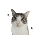 猫のぐりぐら 第三弾（個別スタンプ：2）