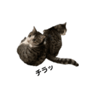 猫のぐりぐら 第三弾（個別スタンプ：7）