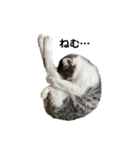 猫のぐりぐら 第三弾（個別スタンプ：8）