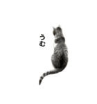 猫のぐりぐら 第三弾（個別スタンプ：9）