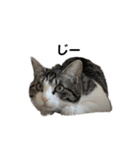 猫のぐりぐら 第三弾（個別スタンプ：10）