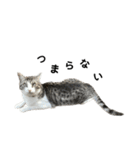 猫のぐりぐら 第三弾（個別スタンプ：11）