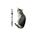 猫のぐりぐら 第三弾（個別スタンプ：14）
