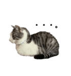 猫のぐりぐら 第三弾（個別スタンプ：16）
