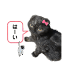 無敵のてんてんwith新入りぷぅ（個別スタンプ：6）