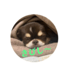 犬三昧Ver25（個別スタンプ：1）