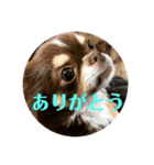 犬三昧Ver25（個別スタンプ：2）