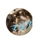 犬三昧Ver25（個別スタンプ：3）