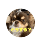 犬三昧Ver25（個別スタンプ：4）