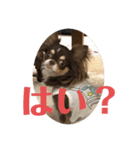 犬三昧Ver25（個別スタンプ：5）
