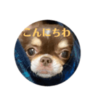 犬三昧Ver25（個別スタンプ：6）