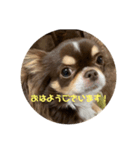 犬三昧Ver25（個別スタンプ：8）
